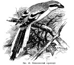 Клинохвостый сорокопут - Lanius sphenocercus картинка-1