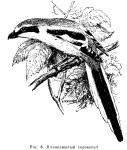 Клинохвостый сорокопут - Lanius sphenocercus картинка-2