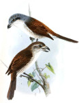 Тигровый сорокопут - Lanius tigrinus картинка-2