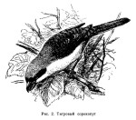 Тигровый сорокопут - Lanius tigrinus картинка-4