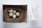 Melanocorypha calandra photo egg laying