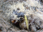 Melanocorypha calandra photo nestling-1