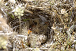 Melanocorypha calandra photo nestling-2