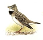 Степной жаворонок - Melanocorypha calandra picture-2