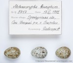 Белокрылый жаворонок - Melanocorypha leucoptera яйца