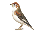 Белокрылый жаворонок - Melanocorypha leucoptera picture-1
