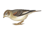 Белокрылый жаворонок - Melanocorypha leucoptera picture-3