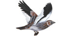Белокрылый жаворонок - Melanocorypha leucoptera picture-5