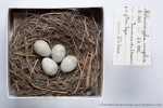 Монгольский жаворонок - Melanocorypha mongolica eggs and nest 1