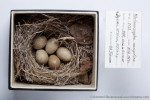 Монгольский жаворонок - Melanocorypha mongolica eggs and nest