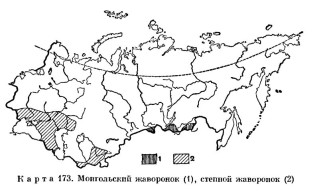 Монгольский жаворонок - Melanocorypha mongolica map areal-1