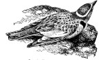 Монгольский жаворонок - Melanocorypha mongolica picture-2