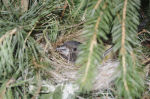 Mycerobas carnipes photo bird's nest-1