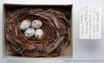 Mycerobas carnipes photo bird's nest-2