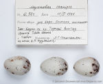 Mycerobas carnipes photo egg laying-1