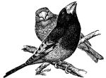 Mycerobas carnipes picture-1