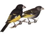 Mycerobas carnipes picture-2