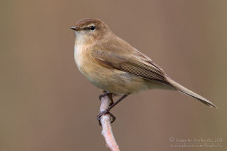 Phylloscopus lorenzii