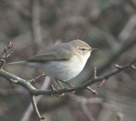 Phylloscopus sindianus
