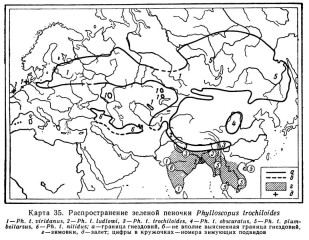 Зеленая пеночка - Phylloscopus trochiloides карта ареала