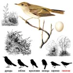 Зеленая пеночка - Phylloscopus trochiloides picture-1
