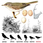 Пеночка-весничка - Phylloscopus trochilus picture-1