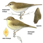 Пеночка-весничка - Phylloscopus trochilus picture-2