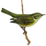 Пеночка-весничка - Phylloscopus trochilus picture-3