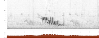 Phylloscopus trochilus sono song male