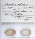 Альпийская завирушка - Prunella collaris яйца