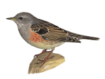 Альпийская завирушка - Prunella collaris рисунок-1