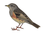 Альпийская завирушка - Prunella collaris рисунок-2