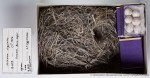 Scotocerca inquieta eggs, nest, яйца, гнездо