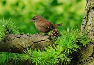 Troglodytes troglodytes kurilensis photo