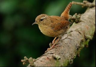 Troglodytes troglodytes subpallidus photo-1