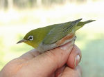 Zosterops erythropleurus photo-1