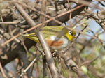 Zosterops erythropleurus photo-2