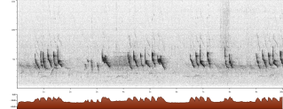 Zosterops erythropleurus sono song