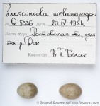 Камышевка тонкоклювая Acrocephalus melanopogon eggs