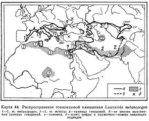 Камышевка тонкоклювая Acrocephalus melanopogon карта ареала