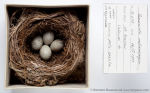 Камышевка тонкоклювая Acrocephalus melanopogon гнездо