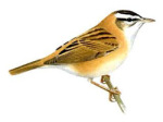 Камышевка тонкоклювая Acrocephalus melanopogon picture-1