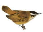 Камышевка тонкоклювая Acrocephalus melanopogon picture-2