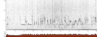 Камышевка тонкоклювая Acrocephalus melanopogon sono song