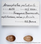 Вертлявая камышевка - Acrocephalus paludicola яйца