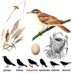 Камышевка-барсучок - Acrocephalus schoenobaenus picture-1