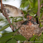 Sylvia atricapilla photo bird's nest
