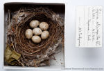 Sylvia atricapilla  photo egg laying-2