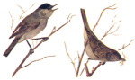 Sylvia atricapilla picture-2