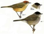 Sylvia atricapilla picture-3